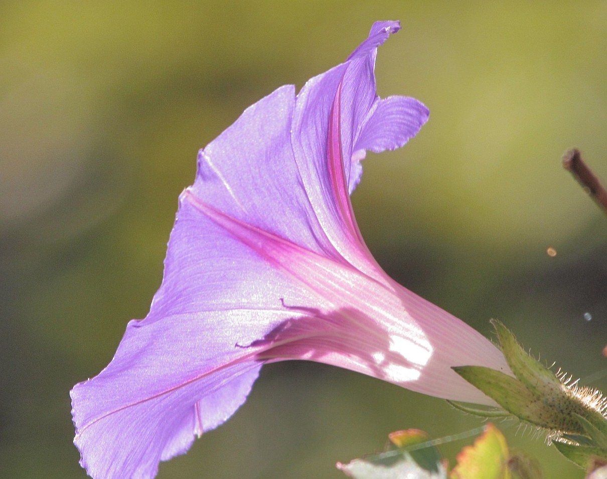 Ipomoea purpurea